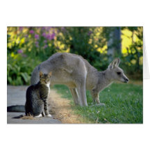 Eastern grey kangaroo and cat, Australia fl Cards