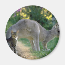Eastern grey kangaroo and cat, Australia fl Refrigerator Magnets