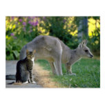 Eastern grey kangaroo and cat, Australia fl Postcard