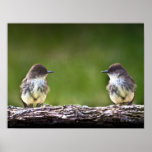 Eastern Phoebe Fledglings Print