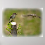 Eastern Phoebe Male and Female Poster