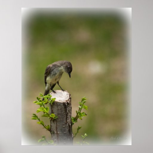 Eastern Phoebe Print