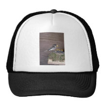 Eastern Phoebe with young Hats