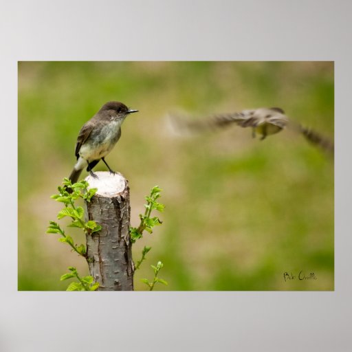 Eastern Phoebes Print