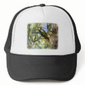 Eastern Rosella 9R033D-09 hats