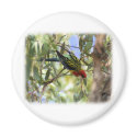 Eastern Rosella 9R033D-09 magnets