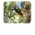 Eastern Rosella 9R033D-09 t-shirts