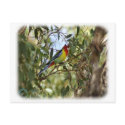Eastern Rosella 9R033D-10 postcards