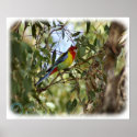Eastern Rosella 9R033D-10 posters