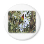 Eastern Rosella 9R033D-13 magnets