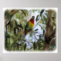 Eastern Rosella 9R033D-13 posters