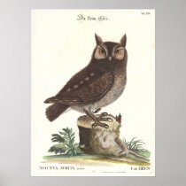 Eastern Screech Owl Catesby Seligman Reproduction Print