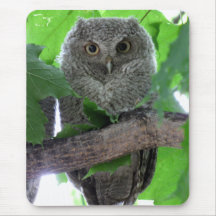 Eastern Screech Owl Mouse Pad