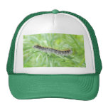 Eastern Tent Caterpillar Hats