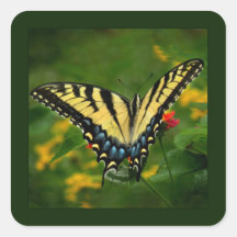 Eastern Tiger Swallowtail Butterfly Sticker