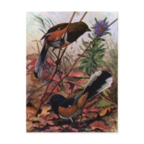 Eastern Towhees and Purple Aster Postcard