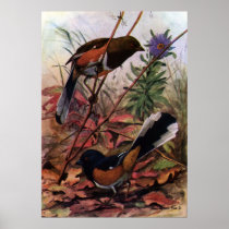 Eastern Towhees and Purple Aster Print