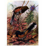 Eastern Towhees and Purple Aster t-shirts
