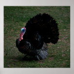 Eastern Wild Turkey Posters