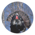 Eastern wild turkey, standing stickers