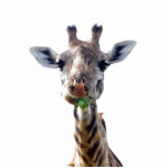 eating giraffe cut out