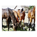 Eating Horses Postcard