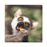eating magnets
