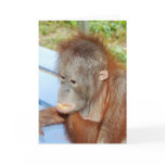 Eating Oranges -Wildlife Greeting cards