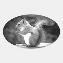 Eating Squirrel Sticker