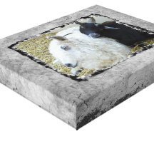 Ebony and Ivory Goat Buddies Stretched Canvas Print