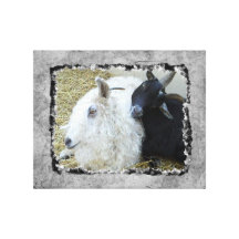 Ebony and Ivory Goat Buddies Gallery Wrap Canvas