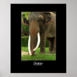 Ebony & Ivory Print