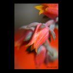 Echevaria in Flower posters