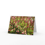 Echeveria notecard