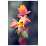 Echeveria Runyonii Habitus Inflorescences t-shirts