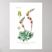 Echeveria secunda print