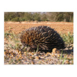 Echidna Finding Food On The Soil Postcards
