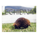 ECHIDNA POST CARD