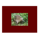 ECHIDNA POSTCARD
