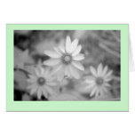 "Echinacea #1" Greeting Cards