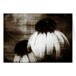 Echinacea Dark Dreams Greeting Cards