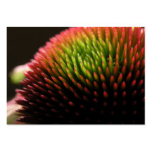 Echinacea Flower Macro ATC Photo Card Business Cards