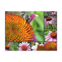Echinacea Flowers Collage Post Card