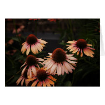 Echinacea 'Mama Mia' High Line Flowers Greeting Cards
