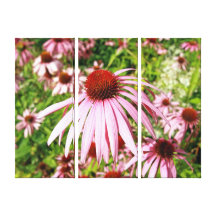 Echinacea purple canvas print