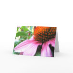 Echinacea, Purple Coneflower Flower Note Cards