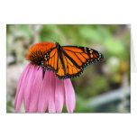 Echinacea with Monarch Butterfly cards