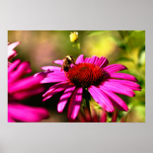 echinacea yellow jacket sting flower harvard posters