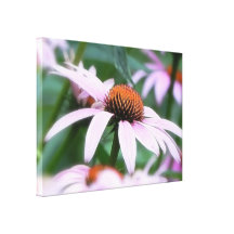 Echinaceas In The Mist Stretched Canvas Print