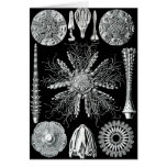Echinidea Card